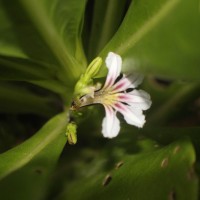 Scaevola taccada (Gaertn.) Roxb.